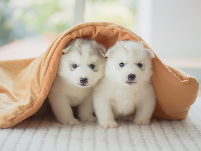 Given they've been bred to pull sleds over long distances in sub-zero conditions, it's perhaps not surprising that a Siberian Husky will tend to remain healthy as a family pet. While some individual animals will suffer from eye and hip issues, they are unusual early in life.