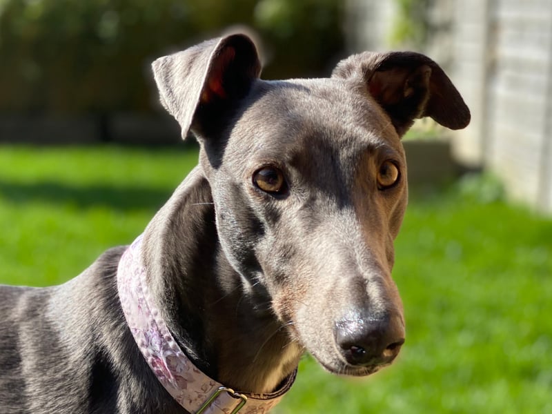 Fast, lazy and healthy are the three dominant traits of Greyhounds. The general rule is the larger the greyhound, the more likely they are to develop muskoskeletal conditions - so Italian Greyhounds are more likely to need a vet visit - but in general they stay in tip-top condition until they get old. 