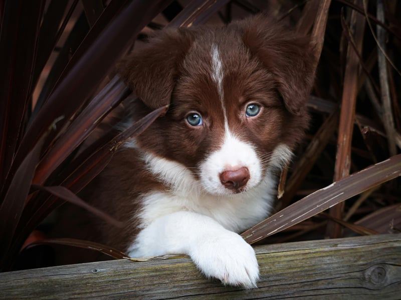 The lively and loveable Border Collie used to suffer frem several genetic conditions but DNA testing by breeders has helped eliminate many of them, meaning they tend to now be one of the healthiest breeds. Deafness and epilepsy are the two most common conditions to still affect the world's most intelligent breed of dog.