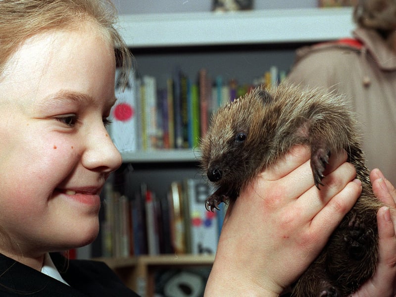 Here's looking at you. Helaina Sharpley, 11, makes friends with one of the hedgehogs brought to Mirfield Library by Gail Robertson of the Hedgehog Rescue Centre in Dewsbury in May 1996.