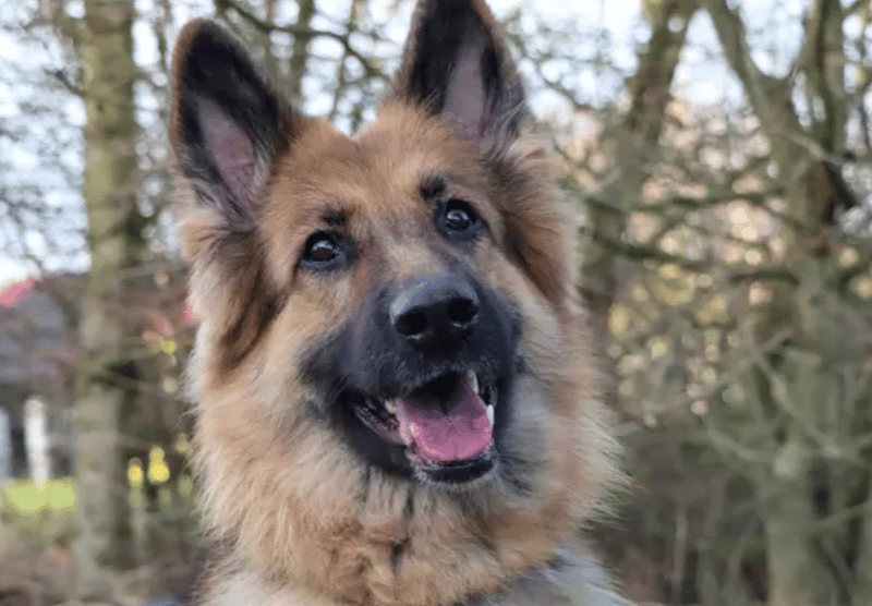 Beautiful Nova is ready to settle down into an adult, peaceful home. She’ll flourish with a patient family and who ideally have experience of the breed. Nova can take time to make friends so a home with minimal visitors will be best. A home with a garden will be great for her to play about in until she’s ready to go exploring out on walks. Nova may live with another dog pending a successful intro.