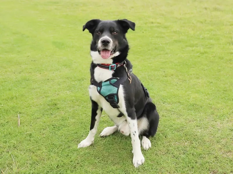 Domino is two- year-old Collie Springer Spaniel Crossbreed who just loves life! He’s full of fun, super smart and bursting with the kind of personality that will never fail to make you smile. Originally found as a stray, Domino has come a long way with his training and proven that he’s going to be a real asset to the right home. He is looking for an adult only household, where he can be the only pet.