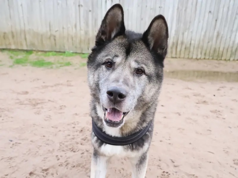 Meet Teddy the 13-year-old Akita, who is looking for an adult-only forever home, having been found as a stray in a poor condition. He is now ready to find a loving, relaxing
retirement home to spend his golden years in.  Teddy is a friendly pooch, and loves to make human and doggy friends, but is looking for a slice of the quiet life so would like to be the only pet in his forever home so he can fully relax.