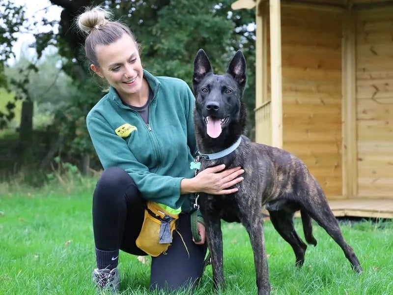 Zebee is a gorgeous two-year-old Dutch Shepherd who was sadly found as a stray, but is now ready to find his forever home. Due to his abandonment, Zebee can be quite an anxious and shy pooch initially, but as he gets to know you, he’ll start to trust you and show you just how fab he can be.
Zebee is looking for a home where he can have a consistent routine. 