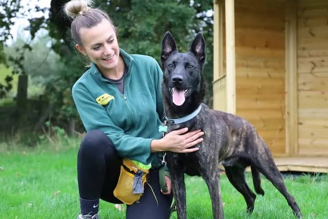 Zebee is a gorgeous two-year-old Dutch Shepherd who was sadly found as a stray, but is now ready to find his forever home. Due to his abandonment, Zebee can be quite an anxious and shy pooch initially, but as he gets to know you, he’ll start to trust you and show you just how fab he can be.
Zebee is looking for a home where he can have a consistent routine.