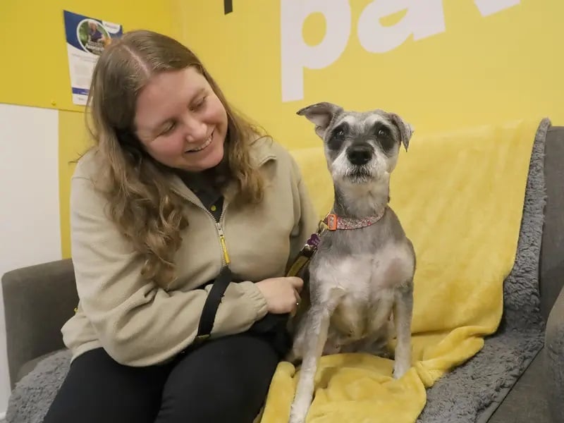 Maggie the seven-year-old Schnauzer is looking for a lovely forever home, having been found as a stray in a poor condition. Currently living in temporary foster care, Maggie has
settled in nicely and is now ready to find her forever home, where she can show just how affectionate and loving she is.
Maggie would be happy to live with children and could live with another dog of a similar personality.