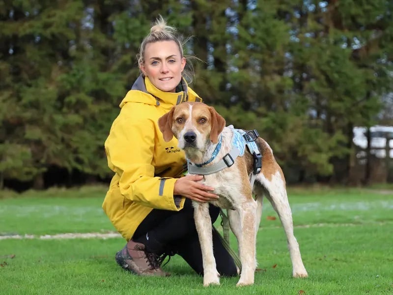 Geoffrey is a very handsome three-year-old Foxhound Cross who is on the lookout for a peaceful home where he can slowly start to build his confidence. Geoffrey is a bit of a ‘scaredy cat’, but with time and patience, will grow in confidence and start to show off his sweet, affectionate and loving personality.