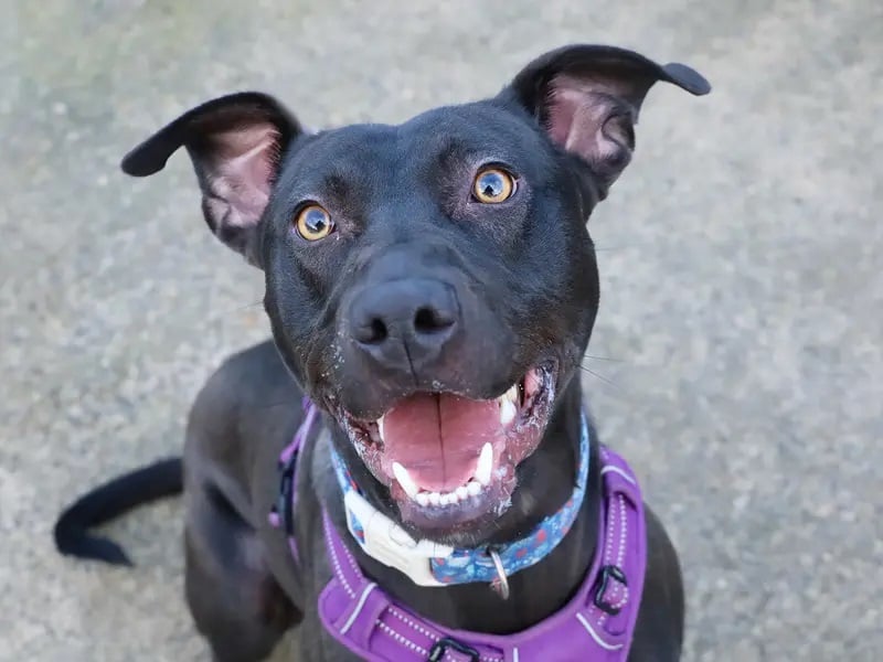 Meet Jet, the handsome one-year-old Lurcher who has had a tough start to life. Jet’s rough year means he is looking for patient, resilient adopters who will help him grow in confidence. 
Once he gets to know you, Jet will show you just how fun he can be, wanting to live an active, playful lifestyle where he can get a good fuss too!Jet is looking to be the only pet in an adult only home.