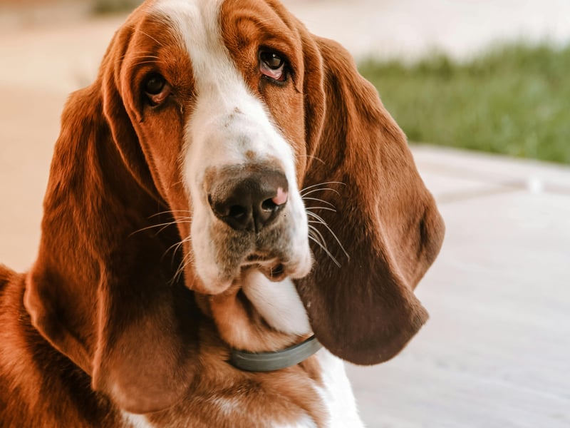 Biting takes energy, and if there is one dog that loves to preserve energy wherever possible it's the chilled Basset Hound. These dogs love to follow a scent trail, but their noses are way more active than their jaws. 