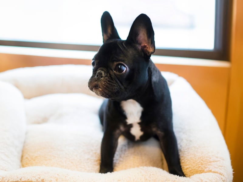 The Bulldog's smaller continental cousin is just as easygoing, if not quite as extraordinarily lazy. The French Bulldog generally doesn't have an aggressive bone in its body and, even if they can occasionally be somewhat stubbon, they are highly unlikely to snap or nip. 