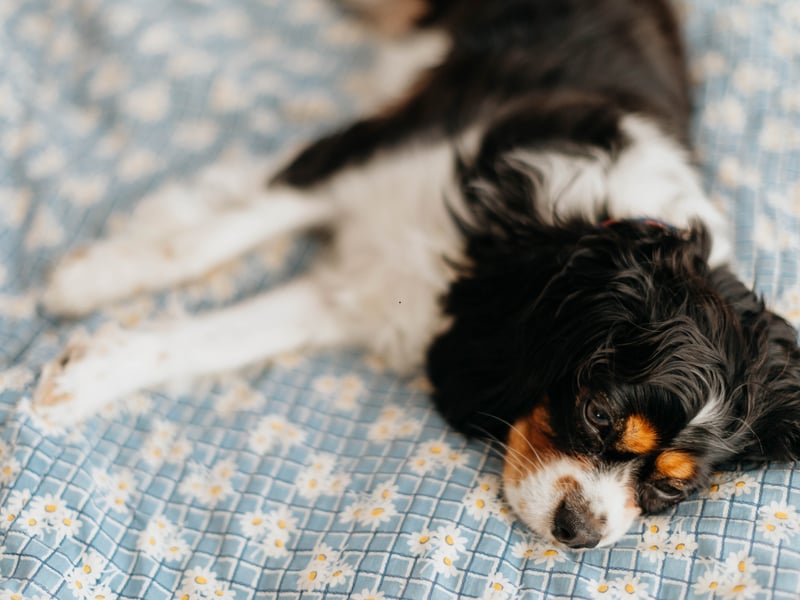 When it comes to the Cavalier King Charles Spaniel, the main motivation is an overriding eagerness to please its owners. Even if one of these beautiful dogs does have a wee nip, when it realises it has displeased its owners, it's unlikely to do it again because it will feel so guilty about it. 