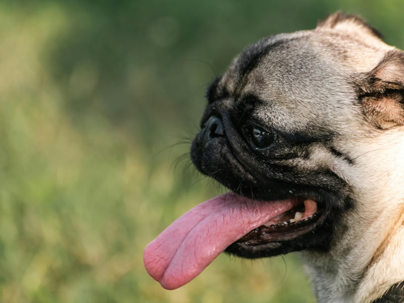 Biting simply isn't in a Pug's nature, prefering to be vocal rather than nibbling. These adorable pooches are more likely to deafen you with barking than snap. 