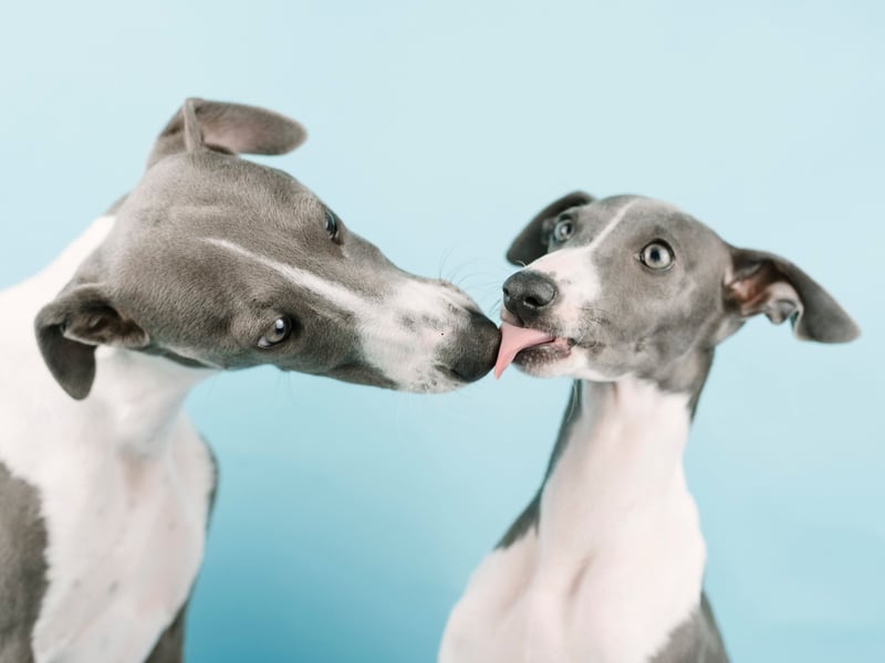 Academic studies into how aggressive certain breeds of dog are regularly find that the Whippet is one of the most passive pups - and one of the laziest. They need to be vigorously exercised once a day but otherwise will be unlikely to bother lifting their head off the couch, never mind attempting to bite somebody. 