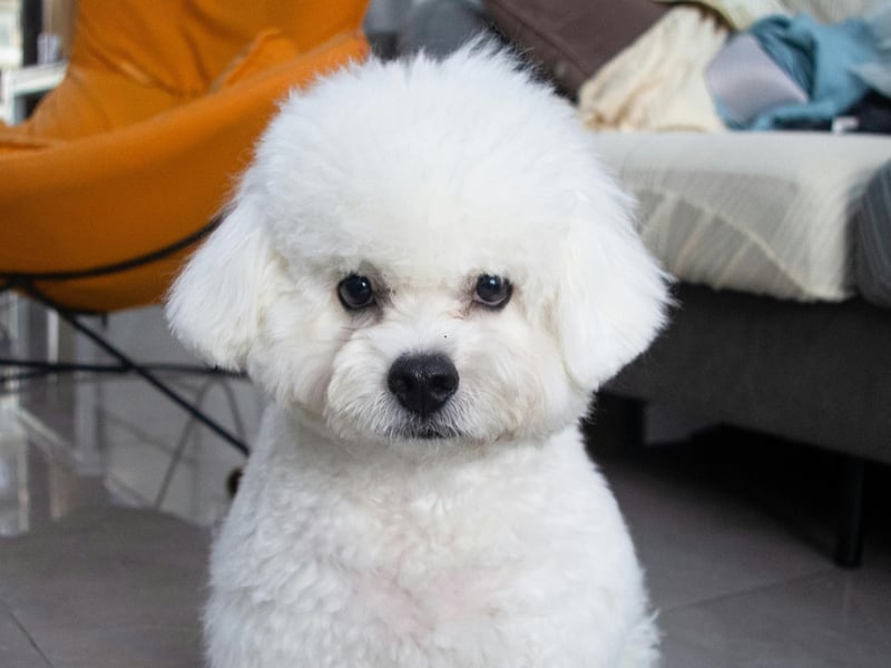 A surprising number of the so-called lapdog breeds of small dog have a nipping problem (we're looking at you Pekingese), but not the Bichon Frise. The only damage they threaten to do it to cut off the circulation in your legs from cuddling up on top of you for too long.