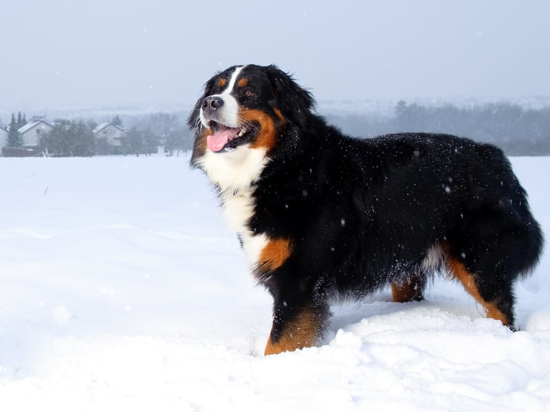 Another gentle giant, the Bernese Mountain Dog is an intelligent breed eager to please its owners - meaning it's simple to train them out of any nibbling habit they may have as pups. 