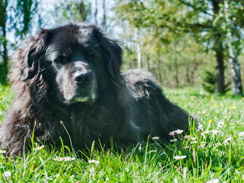 There's a good reason that the enormous Newfoundland breed is known as a 'nanny dog'. They may look intimidating due to their size but they are incredibly gentle, particularly with children. The only problem you should have is stopping them from affectionately licking strangers. 