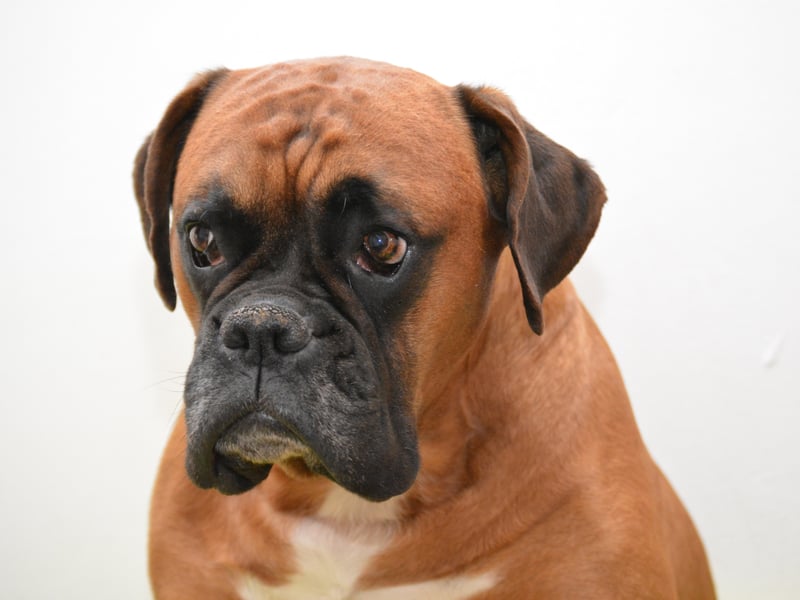 Known to be particularly good and safe around children, the Boxer is one of the most patient of all dog breeds. This is a pup that is highly unikely to ever lash out from frustration.