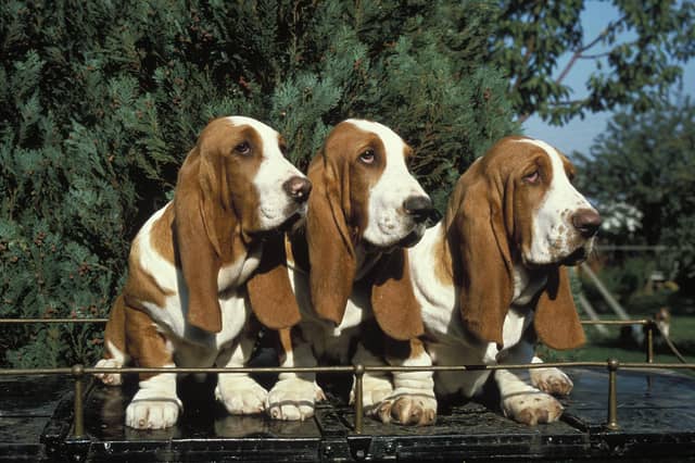 Do these dogs look like they are interested in biting anybody?