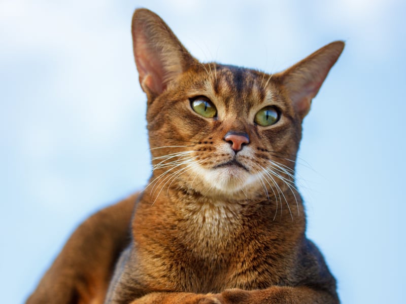 Taking its name from Abyssinia, the country now known as Ethiopia, where they were first exported to Britain, the Abyssinian used to be a fairly rare breed, but has rocketed in popularity in the last decade or so. These cats tend to stick to their owners like glue and love to play.
