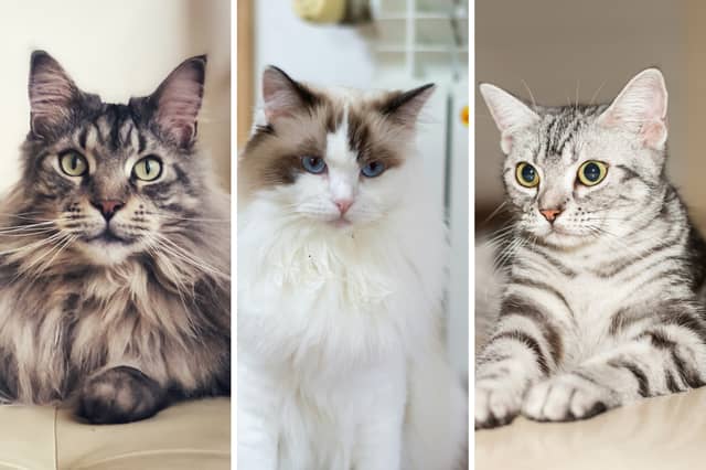 Three of the world's most popular breeds of cat.