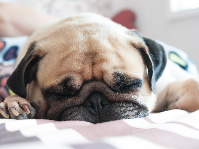 Pugs are affectionate, small-sized dogs that love being near their owners and can fit easily into any sleeping arrangement. They do shed a little, and are prone to snoring on occasion, but their calm nature makes up for those little niggles.