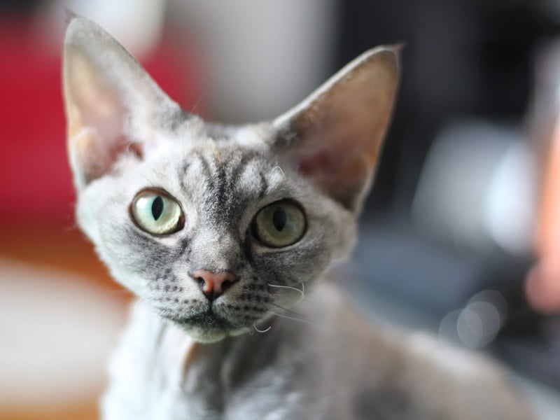 Named after the part of England where they were first bred in the 1950s, every Devon Rex can be traced back to a cat called Kirlee belonging to owner Beryl Cox. Their unusually-shaped head and large eyes make them easy to indentify.