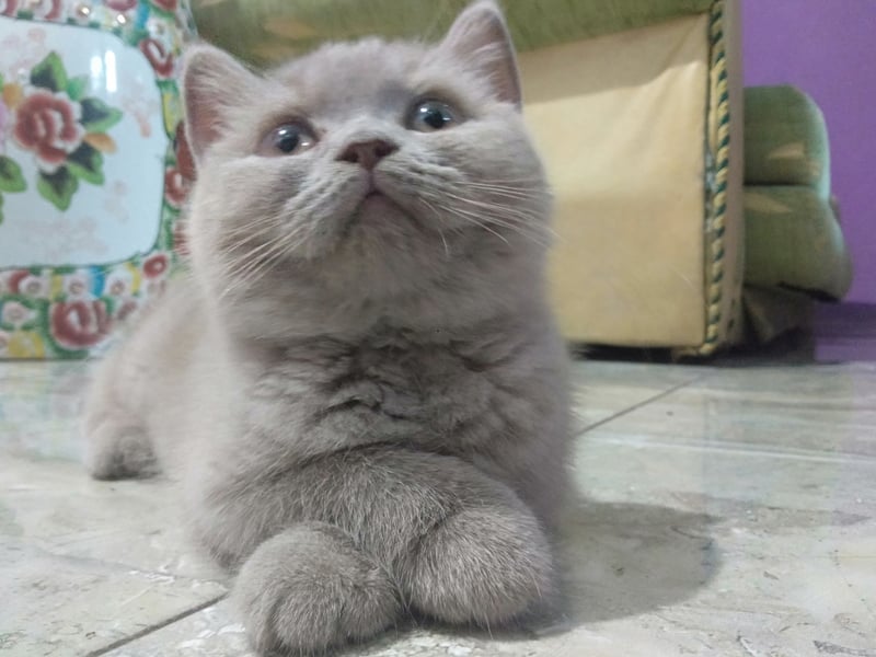 One of the oldest cat breeds, the British Shorthair is the most popular pet cat in its native Britain, accounting for nearly a quarter of pedigree pet cats. They are known for thier laidback nature, making them wonderful feline companions.