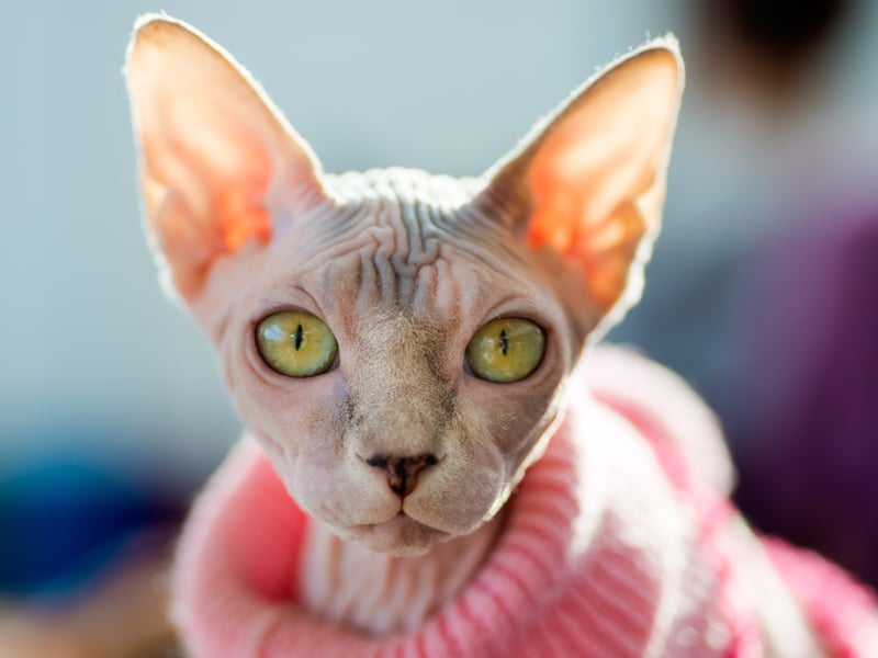 Unlikely to be confused with any other breed due to its absence of hair, the Sphynx cat's lack of fur means it can easily get cold. This means it seeks out body heat so is known for loving cuddling up to its owner whenever possible. There are also issues with having no hair, with these cats predisposed to skin problems and sunburn.