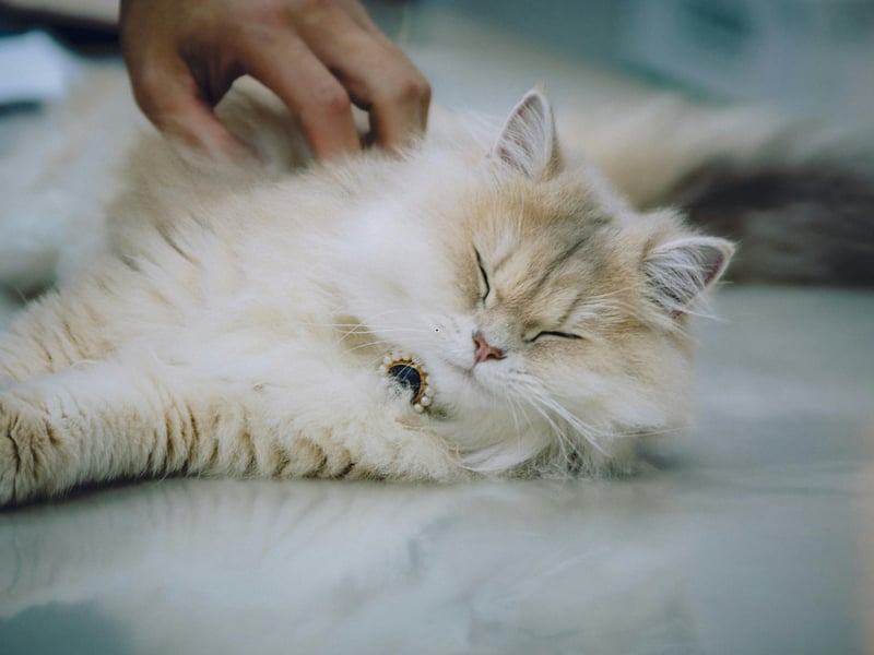 The final podium spot goes to the distinctive Persian cat. It's thought that this breed was first brought over to Europe from Afghanistan and Iran in the 19th century. Unfortunately, in common with other breeds with 'flat faces' they can suffer from Brachycephalic Obstructive Airway Syndrome (BOAS) which results in breathing and feeding problems.
