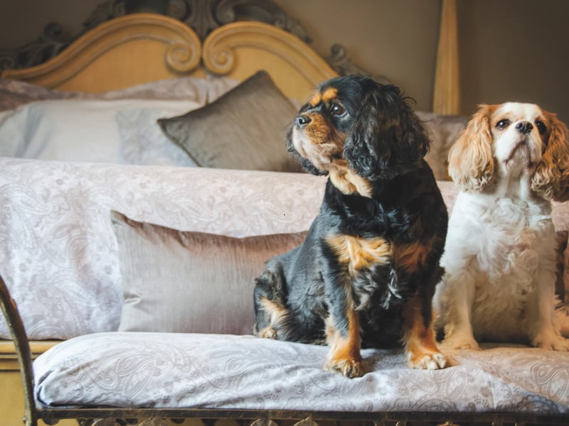 Cavalier King Charles Spaniels are affectionate, small-sized dogs that love snuggling. A lightweight breed, they are easy to accommodate in bed. Their gentle nature and love for human companionship make them ideal for close sleeping. Their soft, silky coat is pretty comfy to cuddle up to as well. 