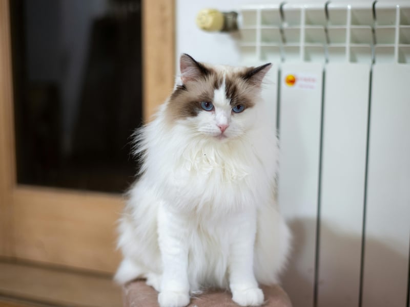 For the umpteeth year, the Ragdoll is the most popular breed of cat. First bred in America in the 1960s, they are known for their docile, placid temperament and affectionate nature - no wonder cat owners love them so much. The name comes from thier tendancy to go limp when picked up.