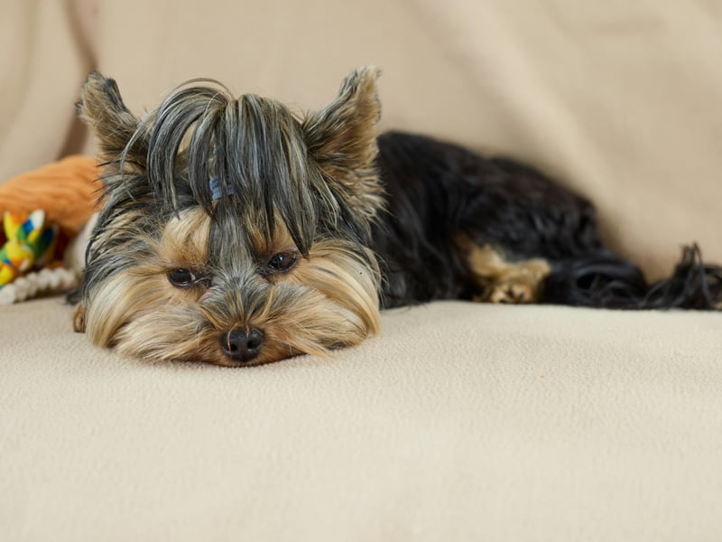 The Yorkshire Terrier scored well in all categories, only missing out on top spot because they can be slightly too energetic for long lies on a Sunday. 