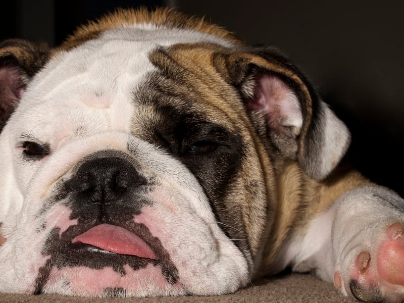 A perhaps surprise entry in the list of best dogs to share a bed with is British Bulldogs. With low amounts of shedding, barking and a very relaxed temperament, according to the research these pups actually make pretty great sleeping companions – but do watch out for the drool. 