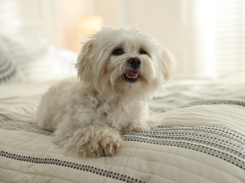 Taking the top spot as the best dog breed to have in your bed are Maltese pooches, with their small size and lack of shedding and drooling, are officially the perfect dogs to nap with. 