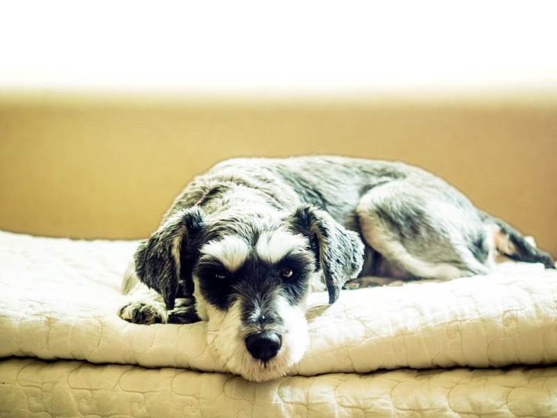 Coming in 10th place, is the Schnauzer. They are also quite high energy, but score very well across the other categories, shedding very little hair and being unlikely to wake you up with a bark. 