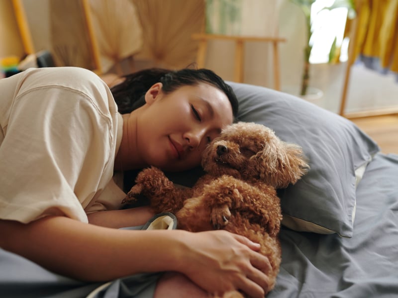 The Poodle scored particularly highly for a lack of shedding hair - this hypoallergenic breed won't leave your bed matted with fur. They also come in three different sizes - toy, miniature and standard - depending on the size of your bed! 