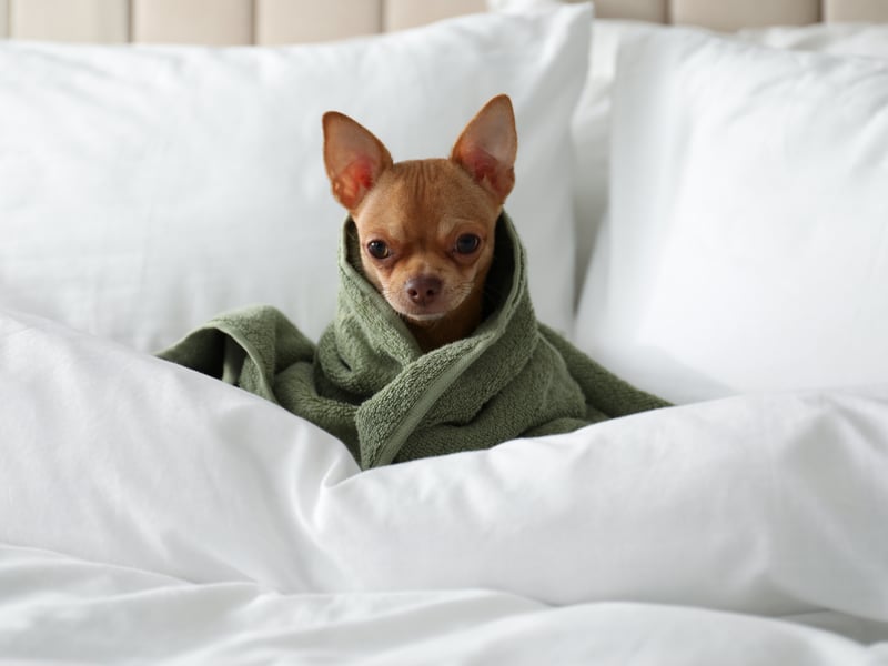 If space is at a premium then you can't get a better sleeping partner than the Chihuahua - the world's smallest dog. These dogs are packed with character and love staying close to their beloved owners all the time.