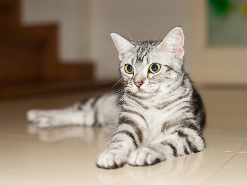 Thought to be descended from European cats used to protect cargo from vermin on boats due for America, the American Shorthair was selectively bred at the start of the 20th century to develop their distinctive characteristics, including medium-sized slightly round ears.