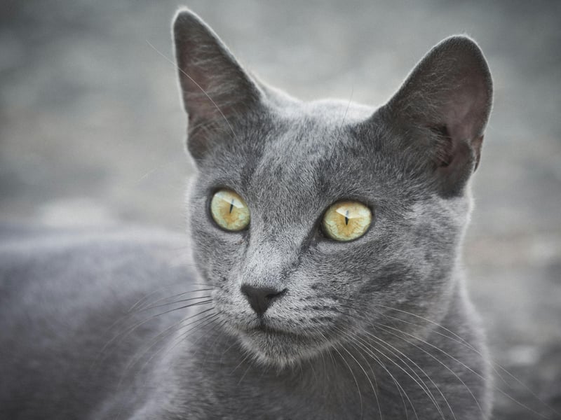 With its distinctive slate-grey coat, the Russian Blue cat is also cometimes known as the Archangel Blue, referring to the Russian port of Arkhangelsk from which sailors are thought to have brought the cats over to Northern Europe in the 1860s.