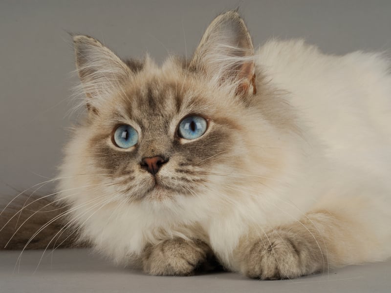 An ancient breed of cat from Russia, the Siberian was only officially recognised as a formal breed by cat registries in the early 2000s. It's the national cat of Russia and has a distinctive bushy tail.