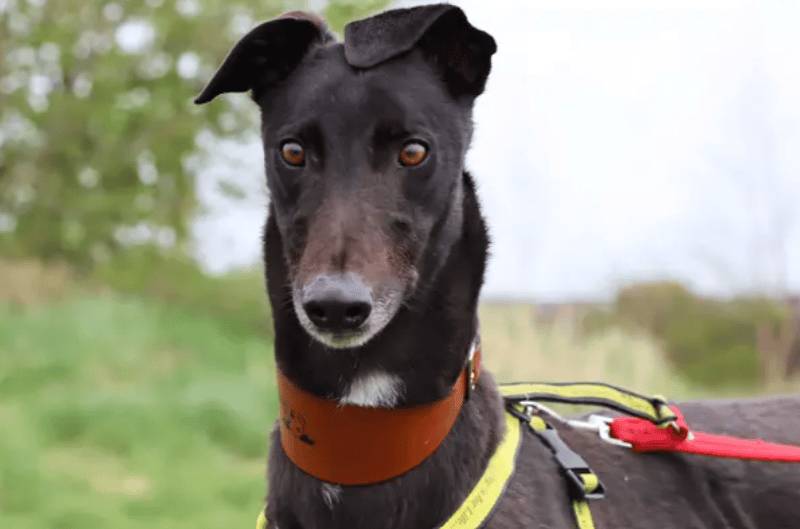 Introducing Oliver, a beautiful three-year-old Greyhound. He’s on the lookout for a family who can spend plenty of time with him as he adores company. Some training will need to be continued to help him with settling into home life such as, house training and solo time. In the home, Oliver, will need to be the only dog. Although, out on walks he can meet up with some buddies to keep up his social skills.