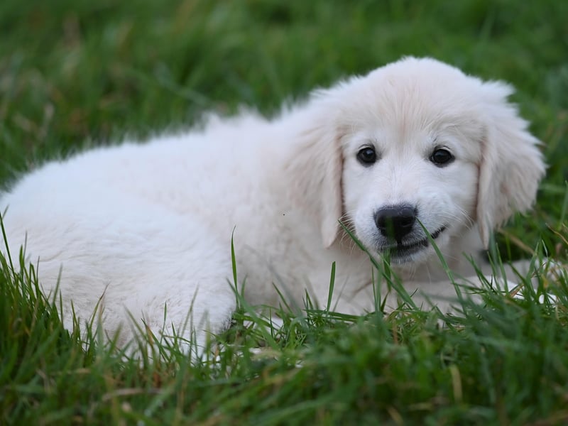 What's true of the Labrador Retriever is also usually true of close cousin the Golden Retriever. That's certainly true when it comes to levels of aggression. Other than enjoying a nibble of their owners when teething, this is a dog whose main emotion is love and devotion. 