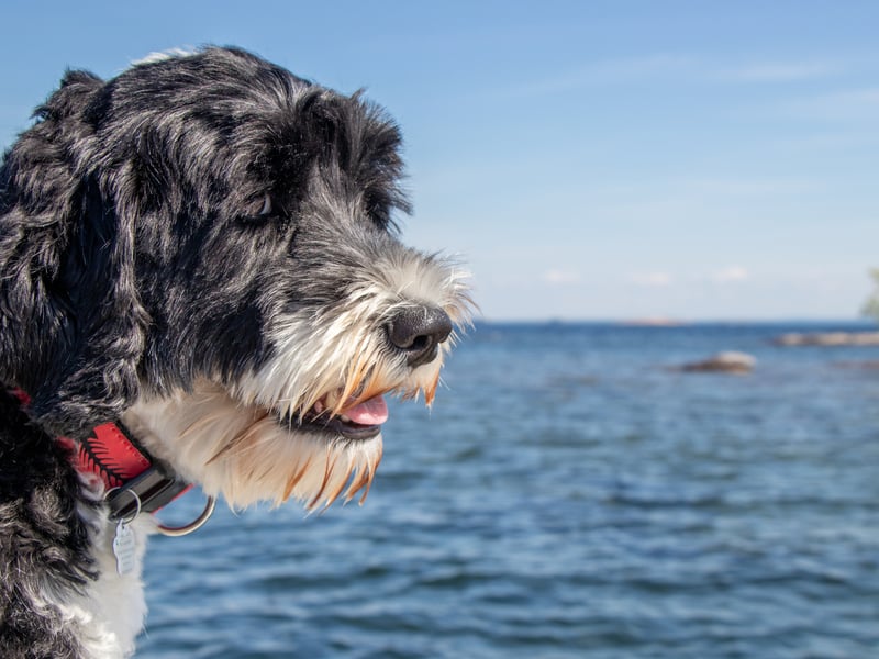 Sometimes aggression can be caused due to a lack of understanding so often the most intelligent dogs can be the least aggressive. The Portuguese Water Dog is one such bright spark that has the added bonus of being low-shedding so suitable for allergy sufferers. 