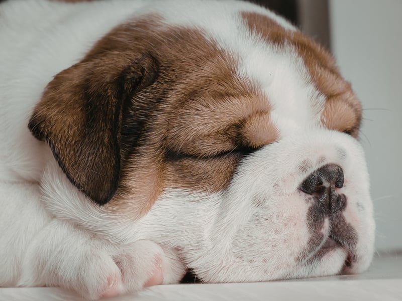 Both the English Bulldog and the smaller French Bulldog tend to be fairly peaceable breeds - they actually have very powerful jaws but are unlikely to use them for anything more harmful than chewing a favourite stick.