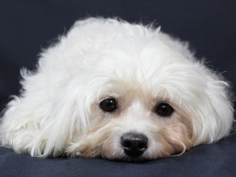 A more diminuative pup that doesn't suffer from the 'small dog syndrome' that often leads to aggression is the Havanese. These dogs were originally bred in Cuba and just like to snuggle up with their owner. If they aren't able to they may get a little grumpy, but never aggressive.