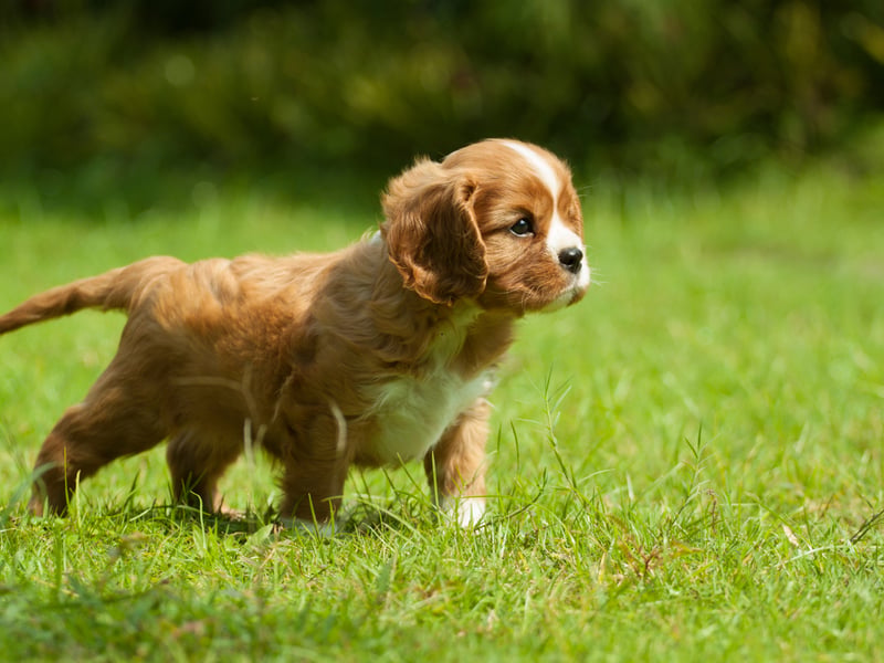 As puppies, you could be forgiven for mistaking a Cavalier King Charles Spaniels for a cuddly stuffed toy. If treated well they present about the same level of danger to humans.