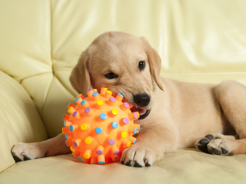 One of the reasons that the Labrador Retriever is the world's most popular dog is its lack of aggression. Vigorous licking of faces is the main thing to look out for with this good natured breed. 