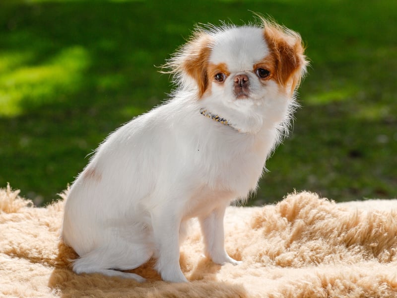 A more unusual breed in the UK, the Japanese Chins are known for their sweet, loving, and affectionate nature. They may well be vocal when it comes to strangers coming into their homes, but that's pretty much where any aggression will stop. 