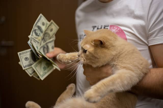 Some cats can change hands for serious amounts of money.