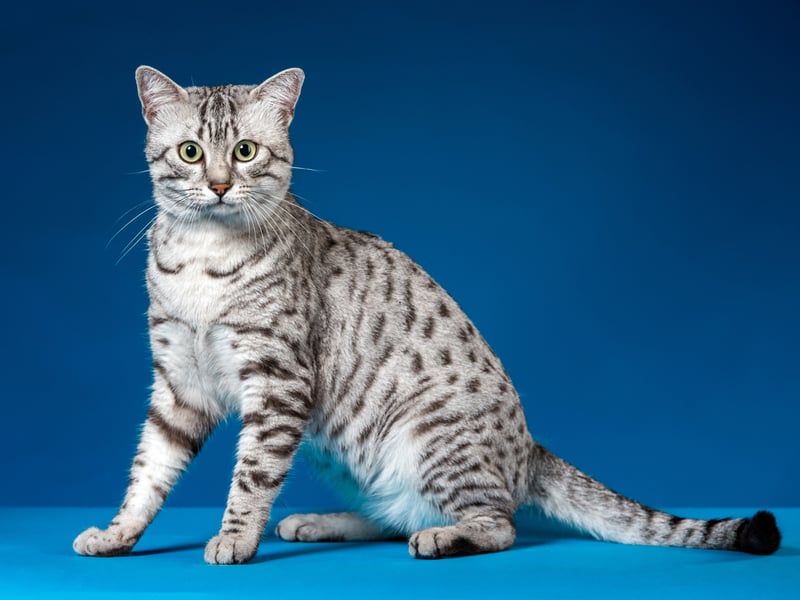 The Egyptian Mau is one of the few naturally spotted domestic cats. They are incredibly fast and agile, often displaying a playful and intelligent nature. Their unique appearance and lineage add to their price, whcih ranges from £1,000–£3,000. 